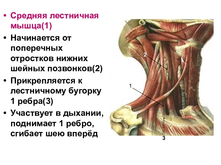 Средняя лестничная мышца(1) Начинается от поперечных отростков нижних шейных позвонков(2) Прикрепляется к