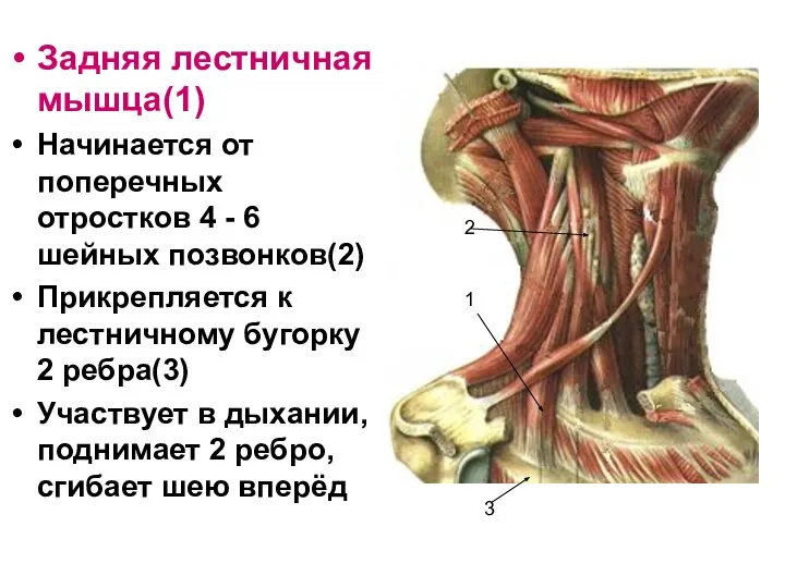Задняя лестничная мышца(1) Начинается от поперечных отростков 4 - 6 шейных позвонков(2)