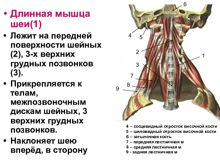 Длинная мышца шеи(1) Лежит на передней поверхности шейных(2), 3-х верхних грудных позвонков(3).