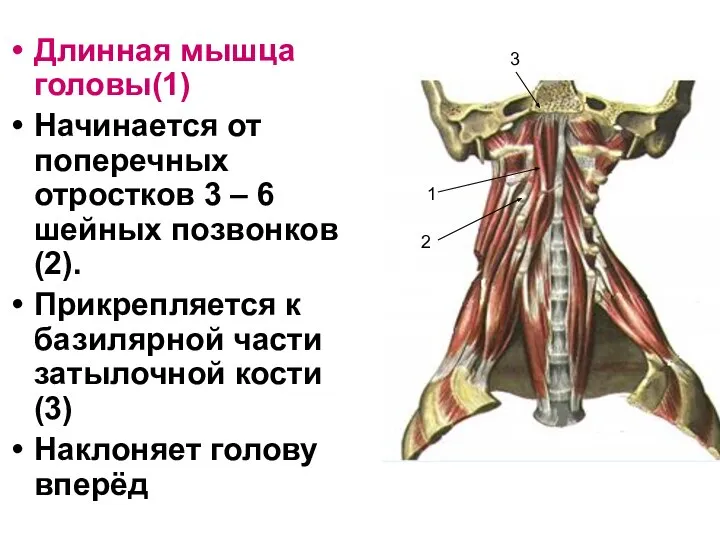 Длинная мышца головы(1) Начинается от поперечных отростков 3 – 6 шейных позвонков(2).