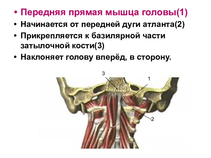 Передняя прямая мышца головы(1) Начинается от передней дуги атланта(2) Прикрепляется к базилярной