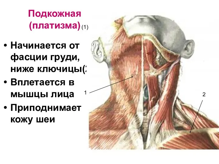 Подкожная (платизма) Начинается от фасции груди, ниже ключицы(2) Вплетается в мышцы лица