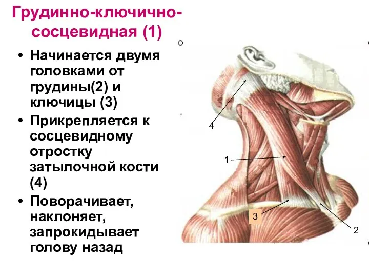 Грудинно-ключично-сосцевидная (1) Начинается двумя головками от грудины(2) и ключицы (3) Прикрепляется к