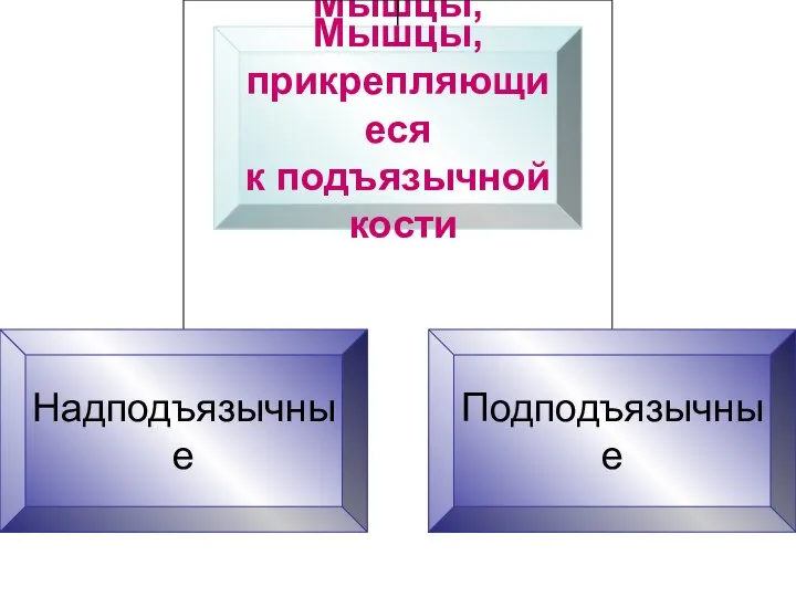 Мышцы, прикрепляющиеся к подъязычной кости