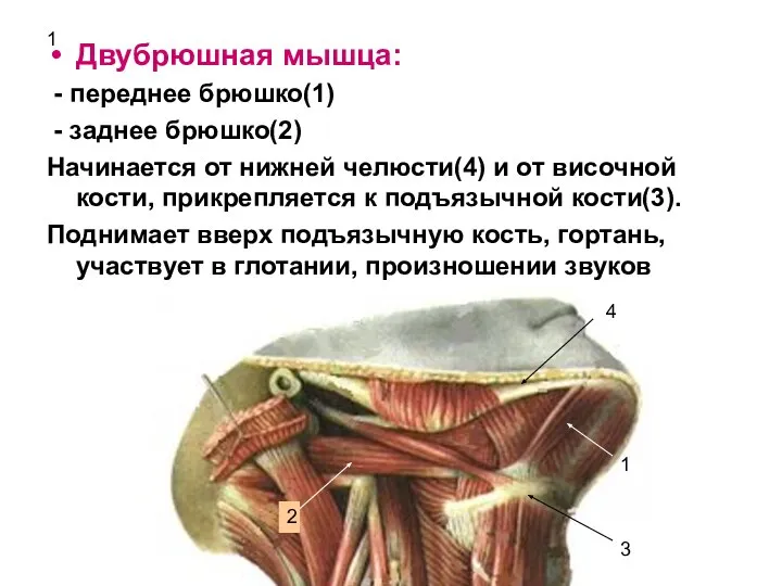 1 Двубрюшная мышца: - переднее брюшко(1) - заднее брюшко(2) Начинается от нижней