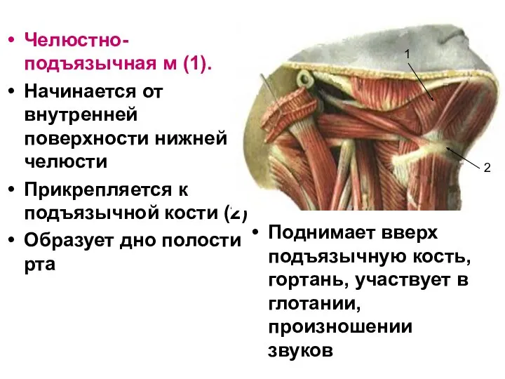 Поднимает вверх подъязычную кость, гортань, участвует в глотании, произношении звуков Челюстно- подъязычная