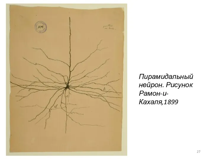 Пирамидальный нейрон. Рисунок Рамон-и-Кахаля,1899