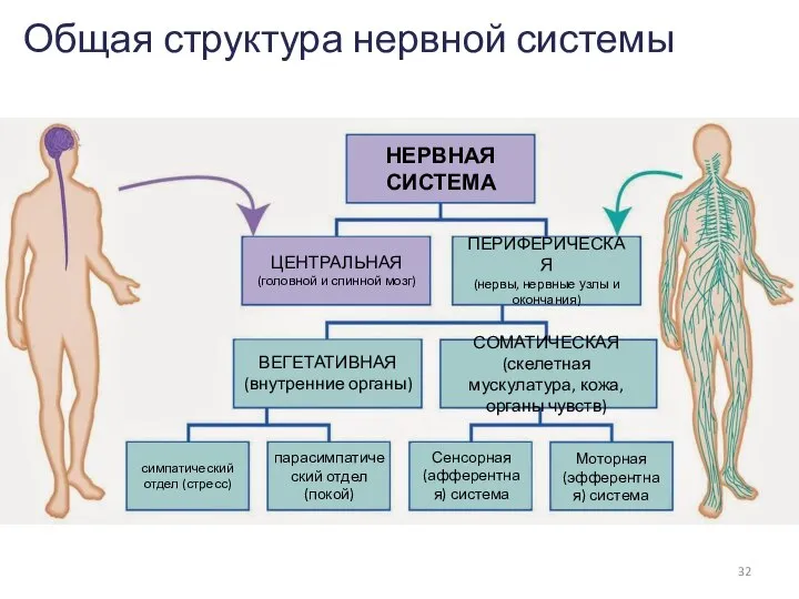 Общая структура нервной системы