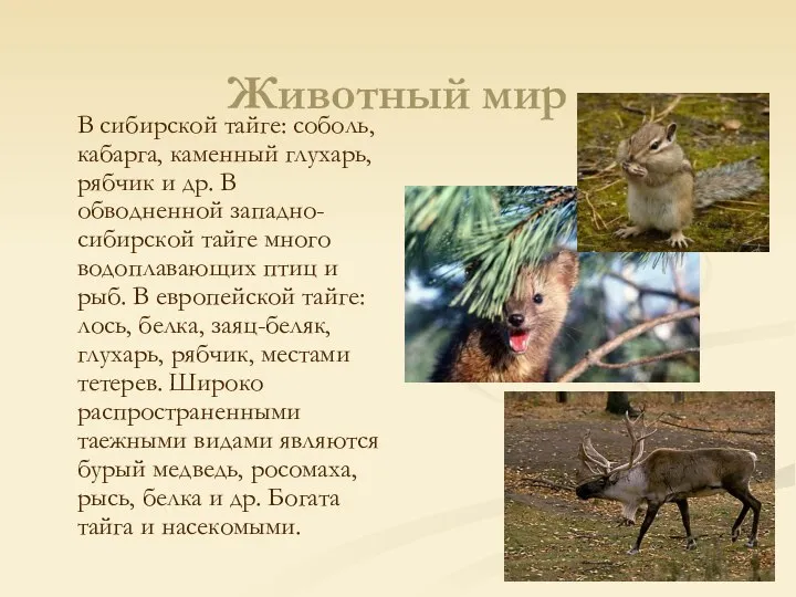Животный мир В сибирской тайге: соболь, кабарга, каменный глухарь, рябчик и др.