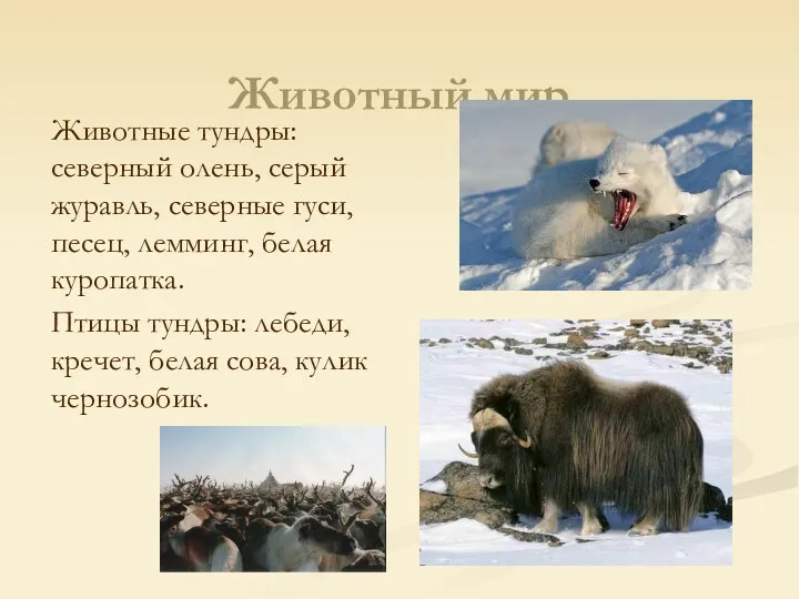 Животный мир Животные тундры: северный олень, серый журавль, северные гуси, песец, лемминг,