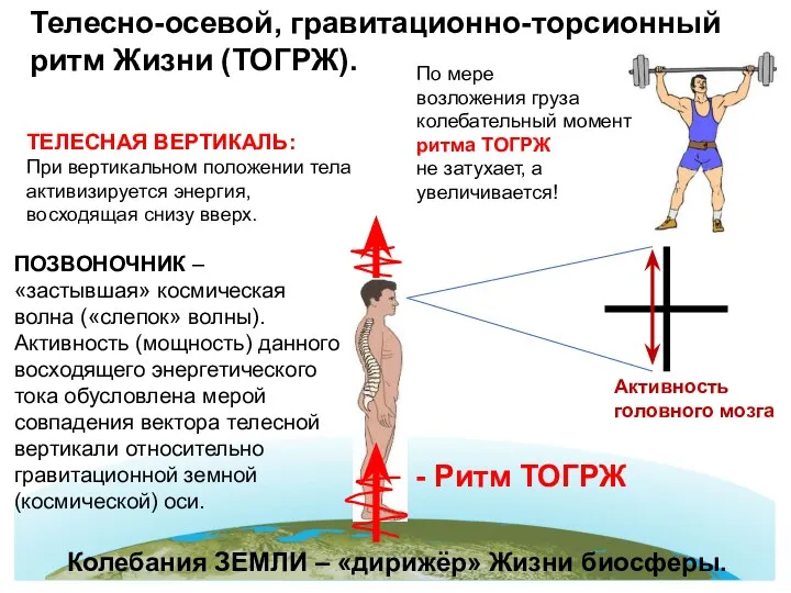 Телесно-осевой, гравитационно-торсионный ритм Жизни (ТОГРЖ). ПОЗВОНОЧНИК – «застывшая» космическая волна («слепок» волны).