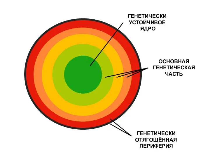 ГЕНЕТИЧЕСКИ УСТОЙЧИВОЕ ЯДРО ОСНОВНАЯ ГЕНЕТИЧЕСКАЯ ЧАСТЬ ГЕНЕТИЧЕСКИ ОТЯГОЩЁННАЯ ПЕРИФЕРИЯ