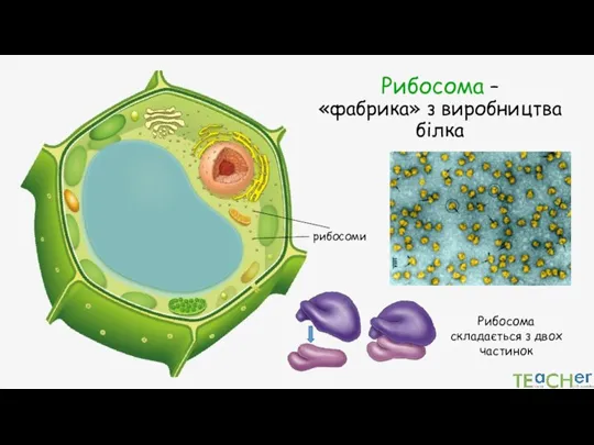 Рибосома – «фабрика» з виробництва білка Рибосома складається з двох частинок