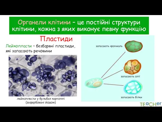 Органели клітини – це постійні структури клітини, кожна з яких виконує певну