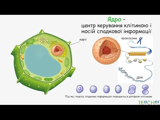 Ядро – центр керування клітиною і носій спадкової інформації хромосома ДНК Під