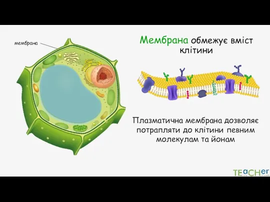 Мембрана обмежує вміст клітини мембрана Плазматична мембрана дозволяє потрапляти до клітини певним молекулам та йонам