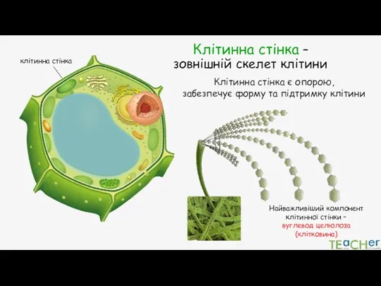 Клітинна стінка – зовнішній скелет клітини клітинна стінка Клітинна стінка є опорою,