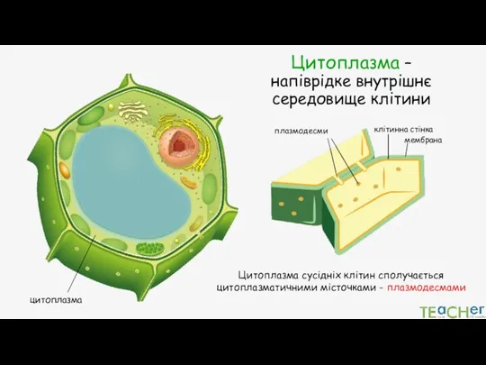 Цитоплазма – напіврідке внутрішнє середовище клітини цитоплазма Цитоплазма сусідніх клітин сполучається цитоплазматичними місточками - плазмодесмами