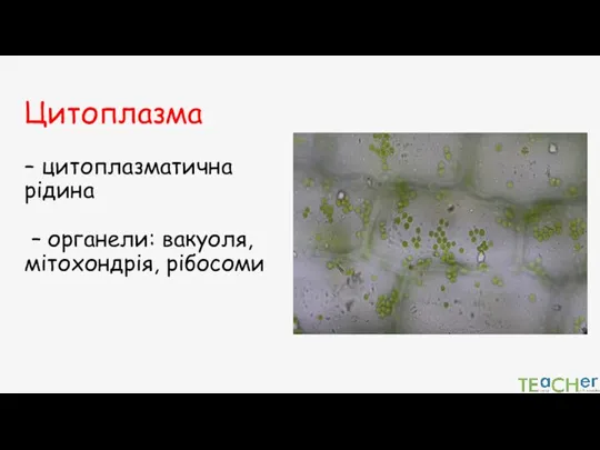 Цитоплазма – цитоплазматична рідина – органели: вакуоля, мітохондрія, рібосоми