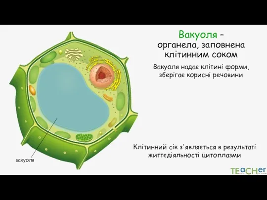 Вакуоля – органела, заповнена клітинним соком вакуоля Вакуоля надає клітині форми, зберігає