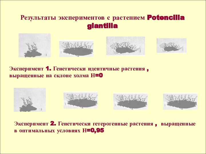 Результаты экспериментов с растением Potencilla glantilla Эксперимент 1. Генетически идентичные растения ,