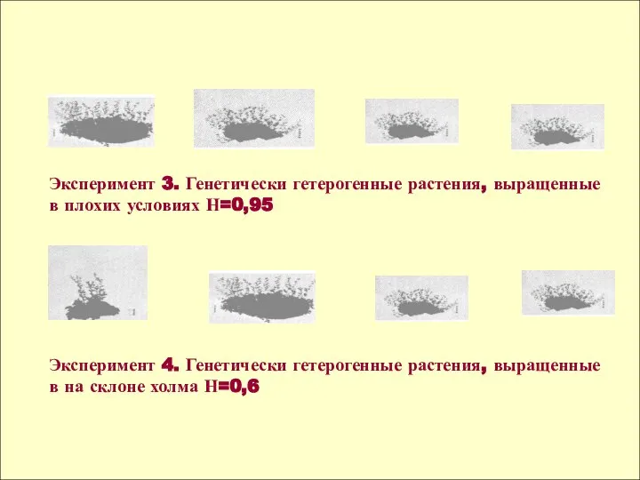 Эксперимент 3. Генетически гетерогенные растения, выращенные в плохих условиях Н=0,95 Эксперимент 4.