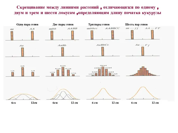 Скрещивание между линиями растений , отличающихся по одному , двум и трем