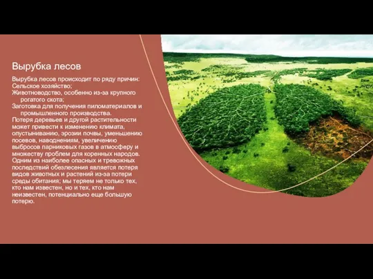 Вырубка лесов Вырубка лесов происходит по ряду причин: Сельское хозяйство; Животноводство, особенно