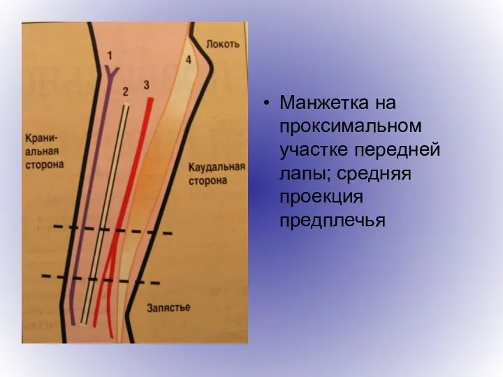 Манжетка на проксимальном участке передней лапы; средняя проекция предплечья