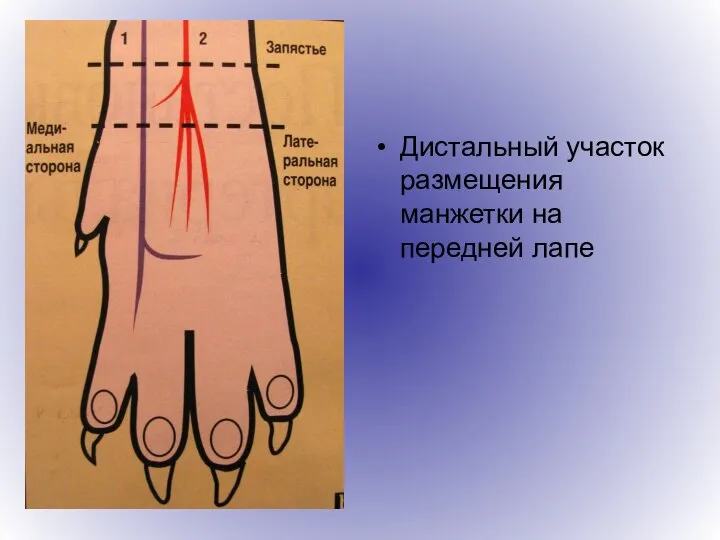 Дистальный участок размещения манжетки на передней лапе