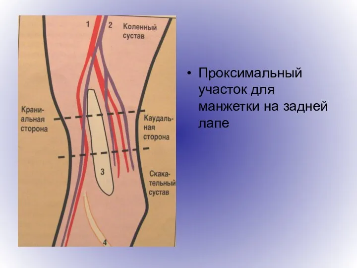 Проксимальный участок для манжетки на задней лапе