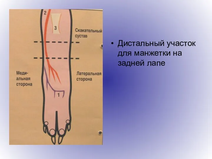 Дистальный участок для манжетки на задней лапе