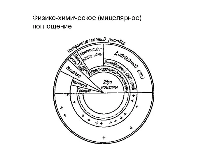 Физико-химическое (мицелярное) поглощение