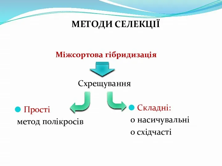 МЕТОДИ СЕЛЕКЦІЇ Прості метод полікросів Складні: 0 насичувальні о східчасті Міжсортова гібридизація Схрещування