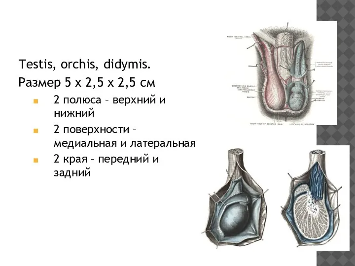 Тestis, orchis, didymis. Размер 5 х 2,5 х 2,5 см 2 полюса