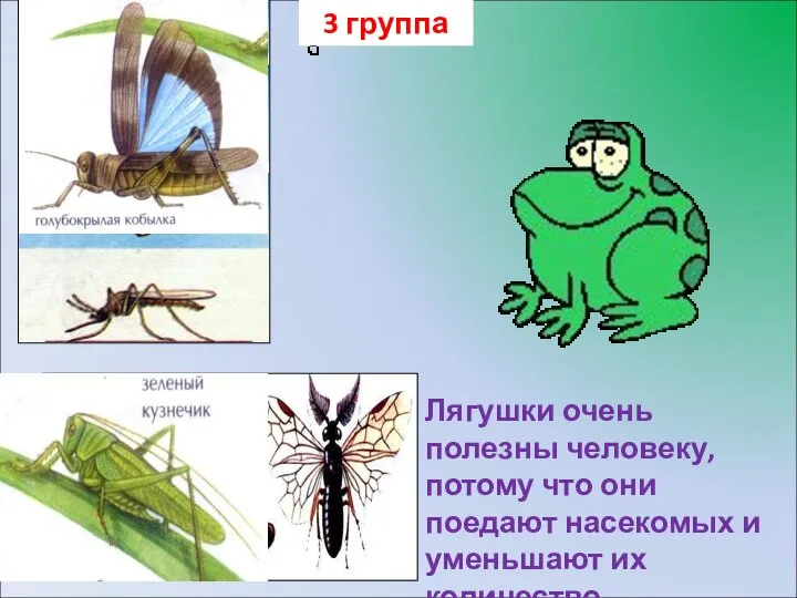 3 группа Лягушки очень полезны человеку, потому что они поедают насекомых и уменьшают их количество.