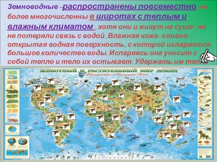 Земноводные –распространены повсеместно, но более многочисленны в широтах с теплым и влажным