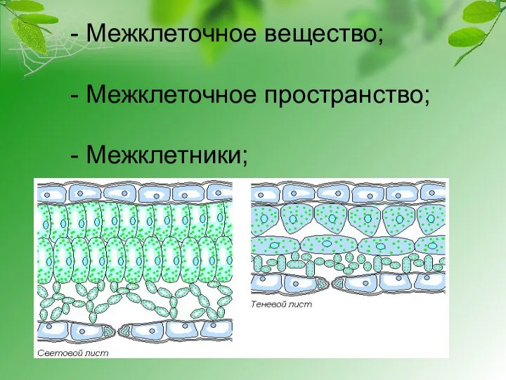 - Межклеточное вещество; - Межклеточное пространство; - Межклетники;