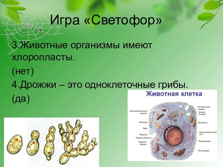 Игра «Светофор» 3.Животные организмы имеют хлоропласты. (нет) 4.Дрожжи – это одноклеточные грибы. (да)