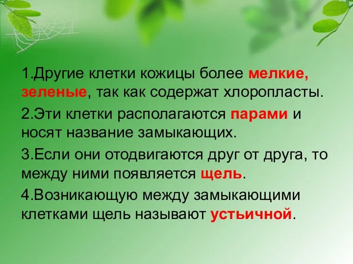 1.Другие клетки кожицы более мелкие, зеленые, так как содержат хлоропласты. 2.Эти клетки