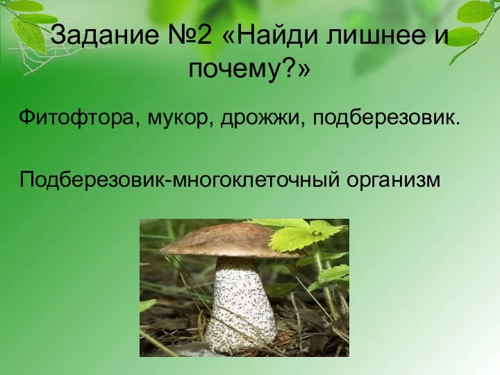 Задание №2 «Найди лишнее и почему?» Фитофтора, мукор, дрожжи, подберезовик. Подберезовик-многоклеточный организм