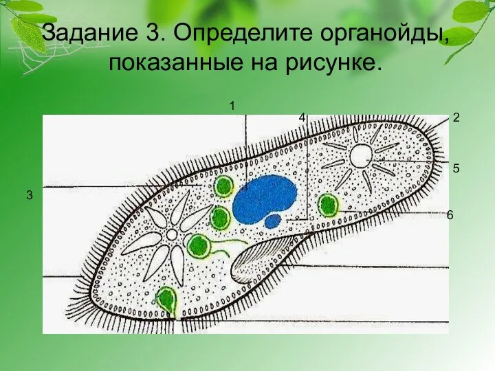 Задание 3. Определите органойды, показанные на рисунке. 2 1 3 4 5 6