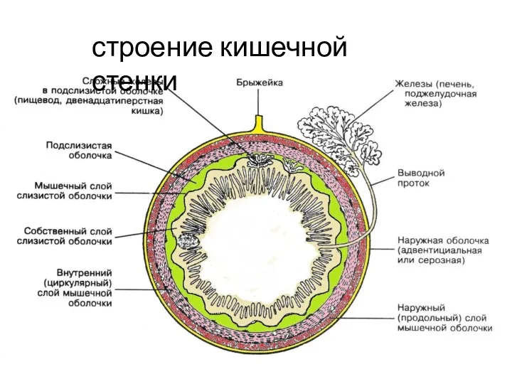 строение кишечной стенки