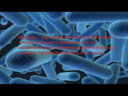 Микробы – нормальные обитатели животного или растительного организма стали неотъемлемыми спутниками макроорганизма