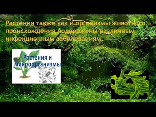 Растения также как и организмы животного происхождения подвержены различным инфекционным заболеваниям.