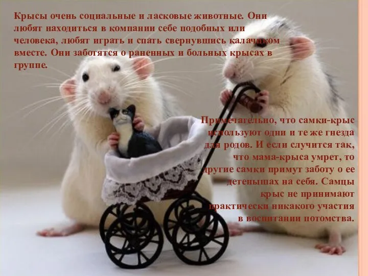 Крысы очень социальные и ласковые животные. Они любят находиться в компании себе