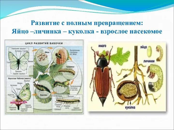 Развитие с полным превращением: Яйцо –личинка – куколка - взрослое насекомое