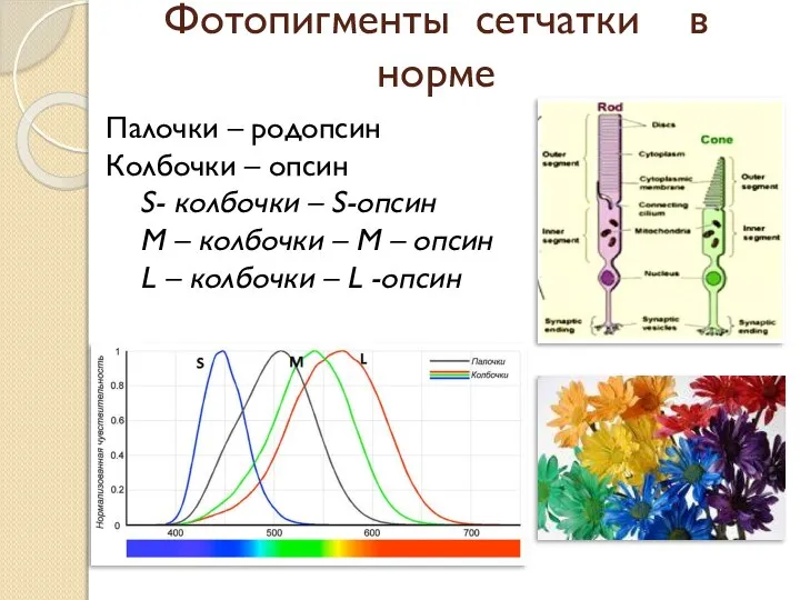 Фотопигменты сетчатки в норме Палочки – родопсин Колбочки – опсин S- колбочки