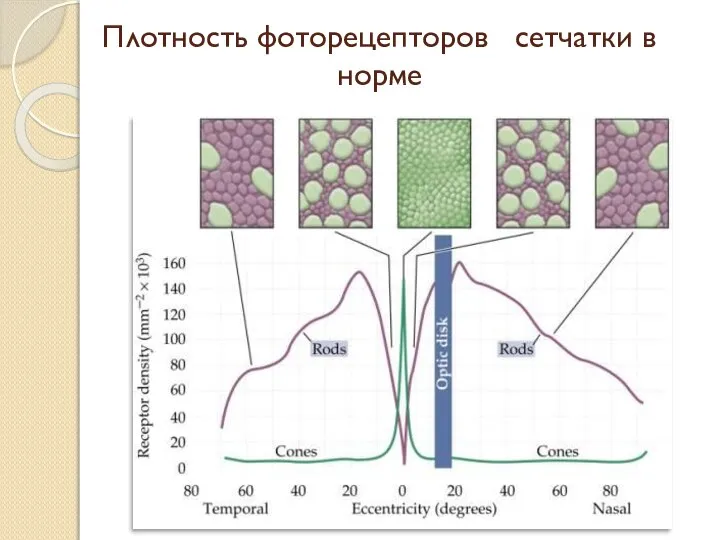 Плотность фоторецепторов сетчатки в норме