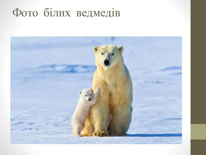 Фото білих ведмедів